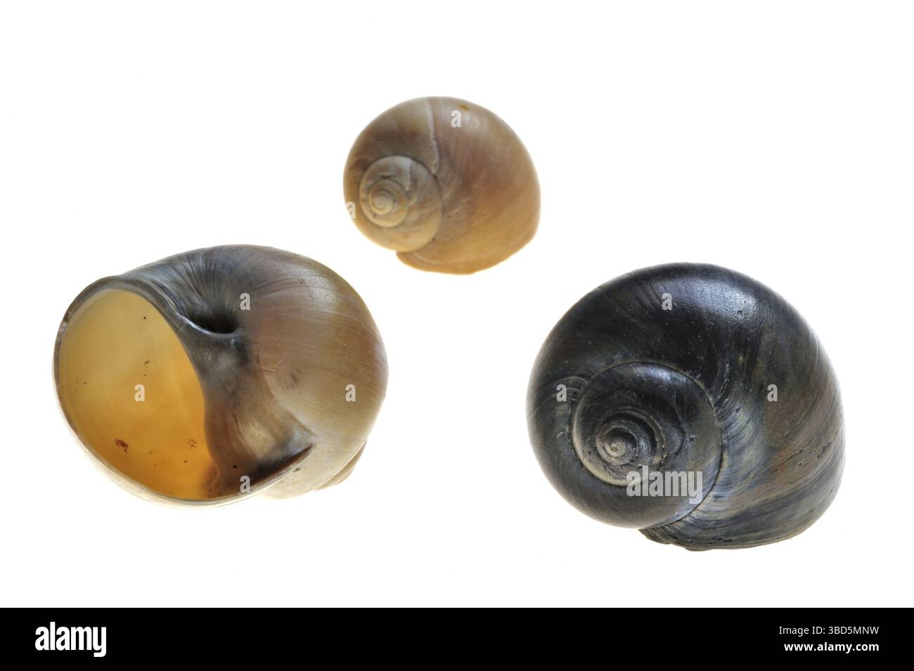Große (Euspira catena) Halskette Muscheln (Natica catena) (Polinices catenus) auf weißem Hintergrund Stockfoto