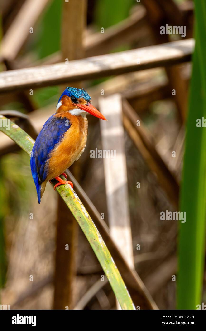 Malachit-Eisvogel Stockfoto