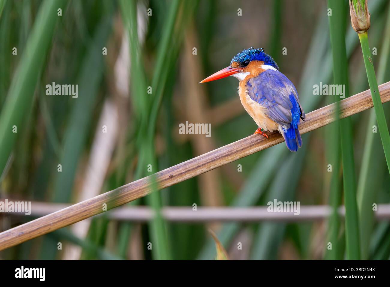Malachit-Eisvogel Stockfoto