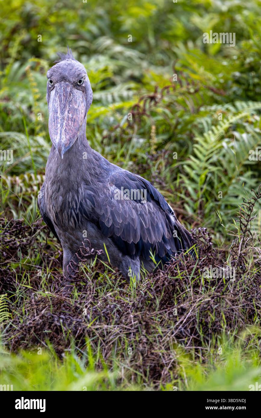 Shoebill im Mabamba Sumpf, Uganda Stockfoto