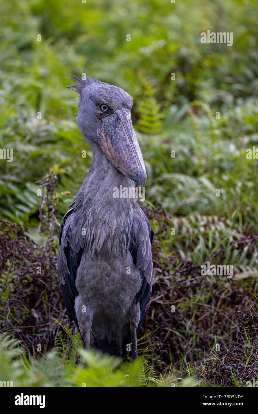 Shoebill im Mabamba Sumpf, Uganda Stockfoto