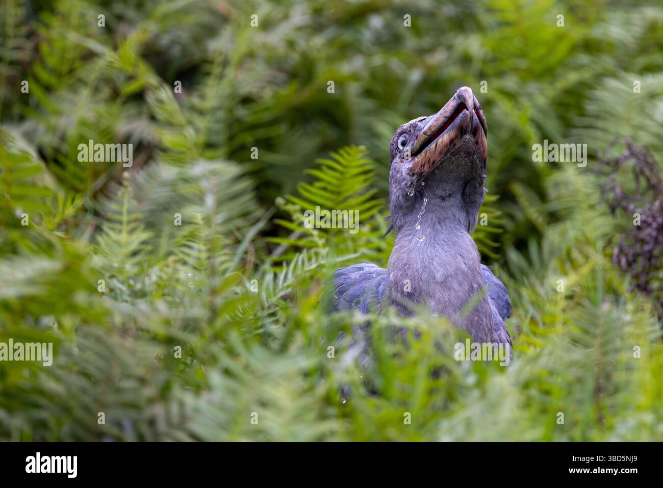 Shoebill im Mabamba Sumpf, Uganda Stockfoto