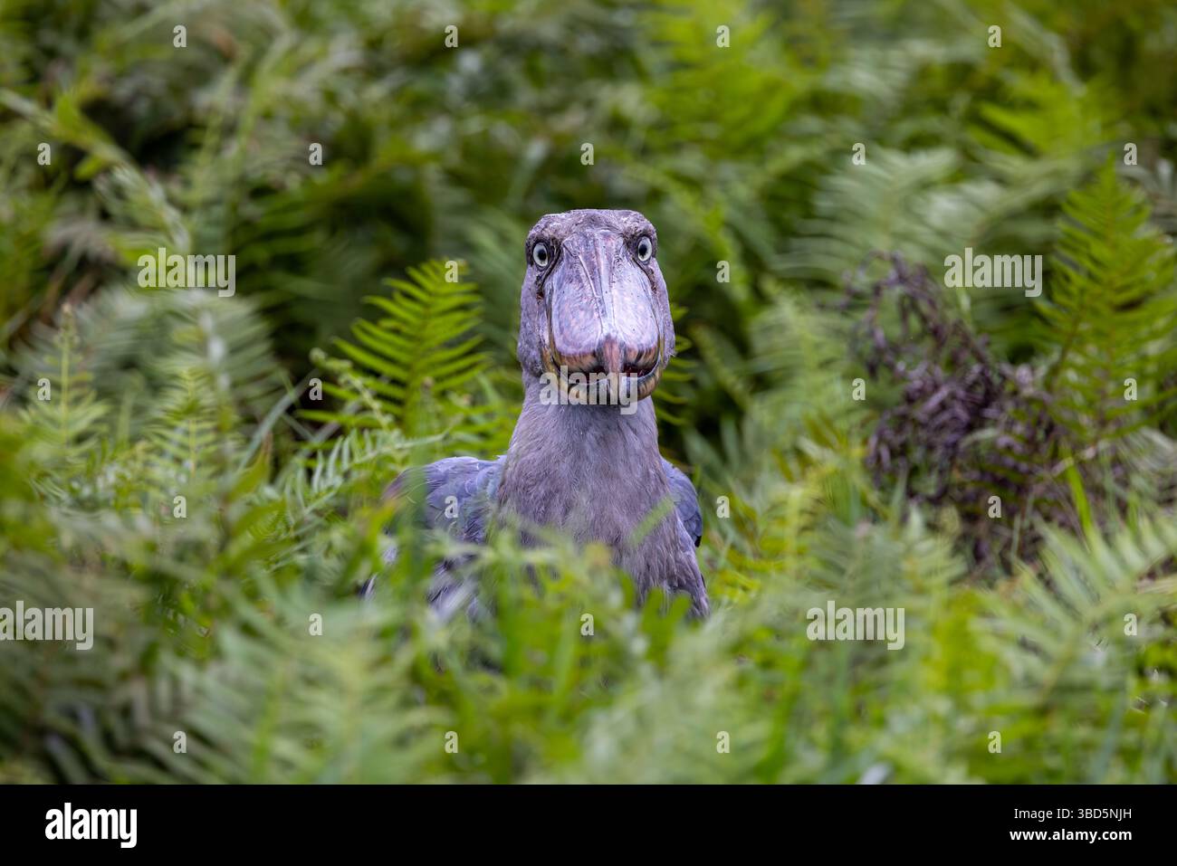 Shoebill im Mabamba Sumpf, Uganda Stockfoto