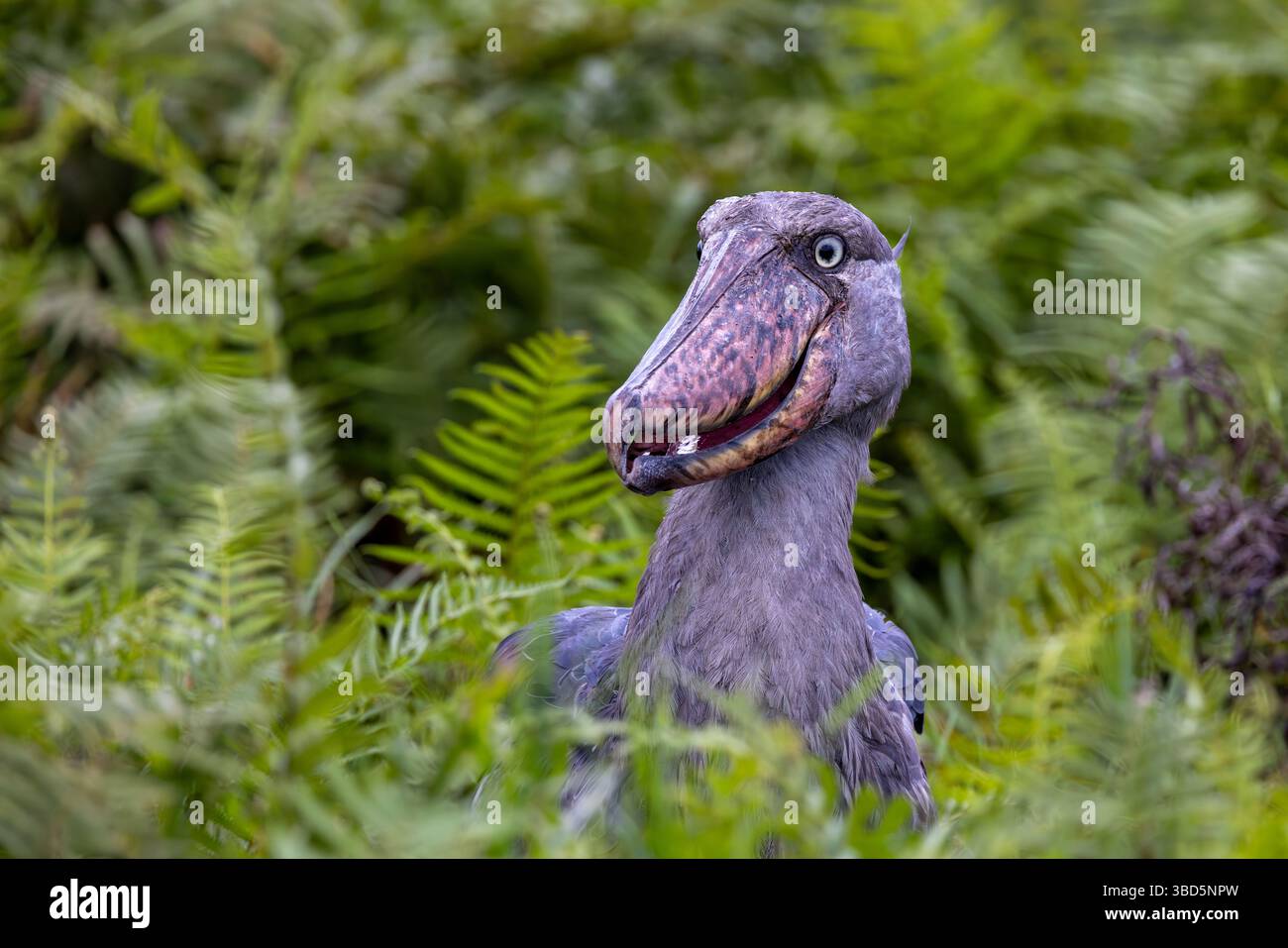 Shoebill im Mabamba Sumpf, Uganda Stockfoto