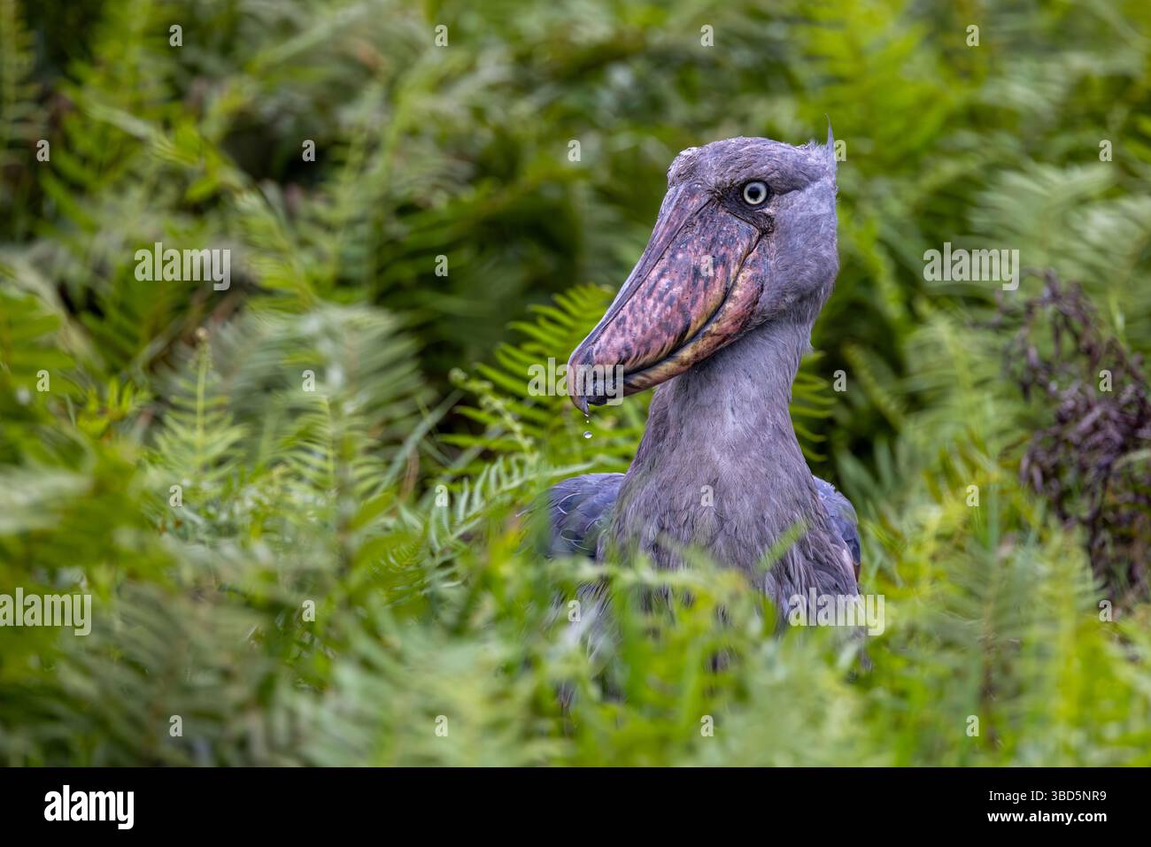Shoebill im Mabamba Sumpf, Uganda Stockfoto