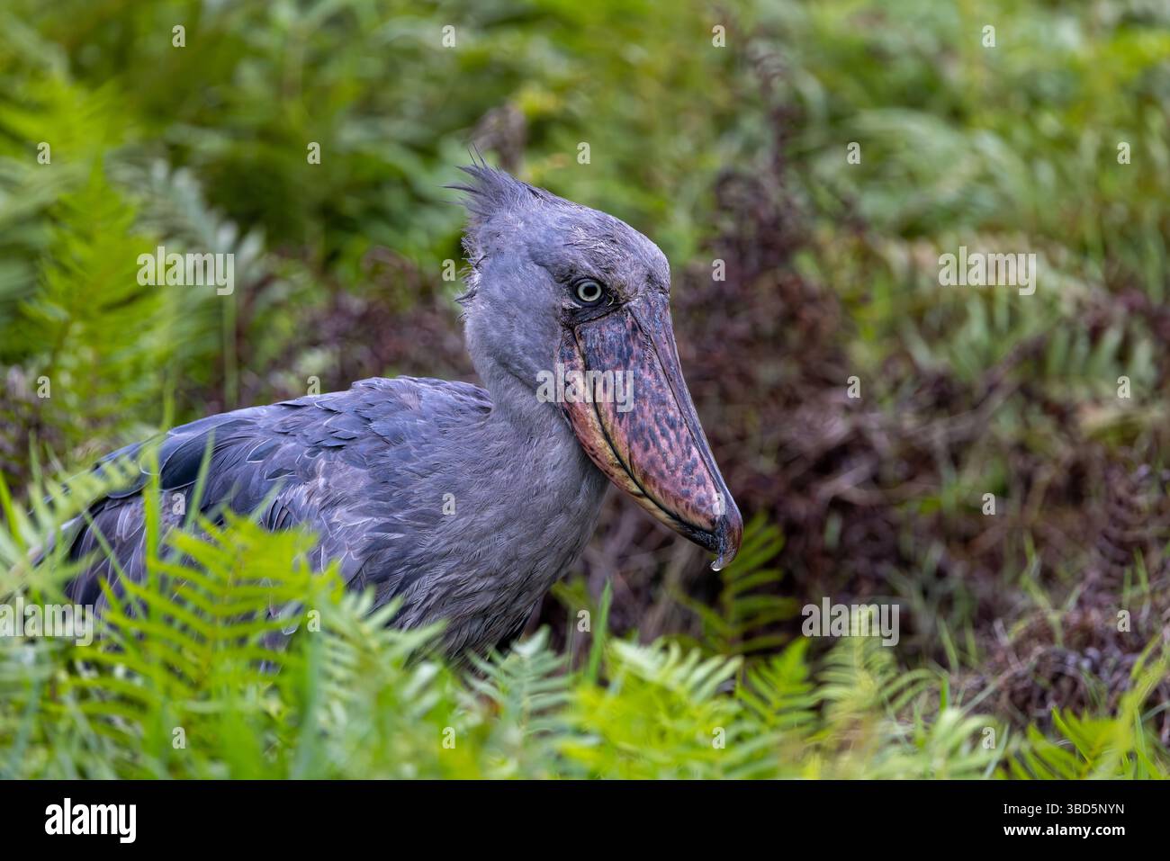 Shoebill im Mabamba Sumpf, Uganda Stockfoto