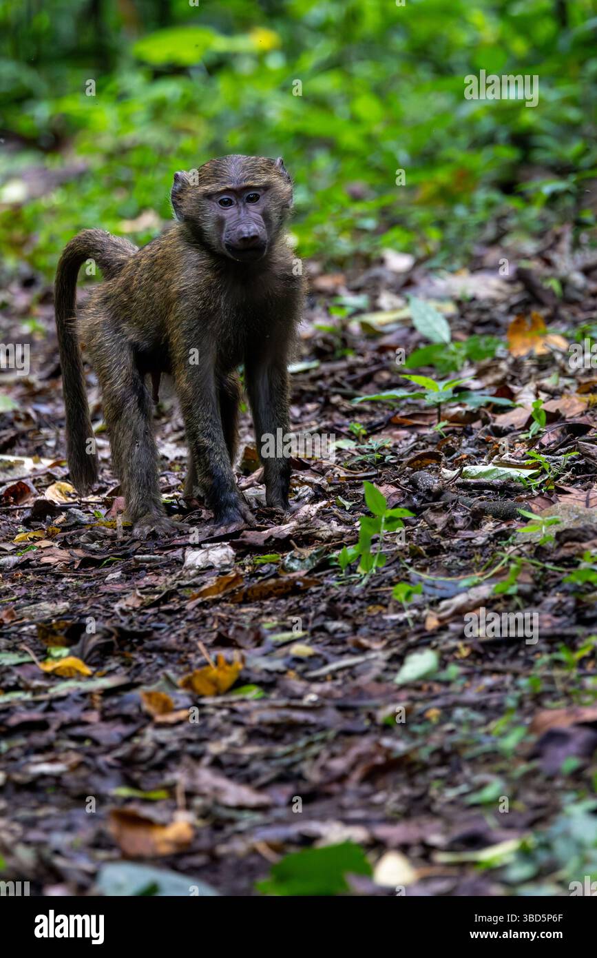 Olive Baboon Stockfoto