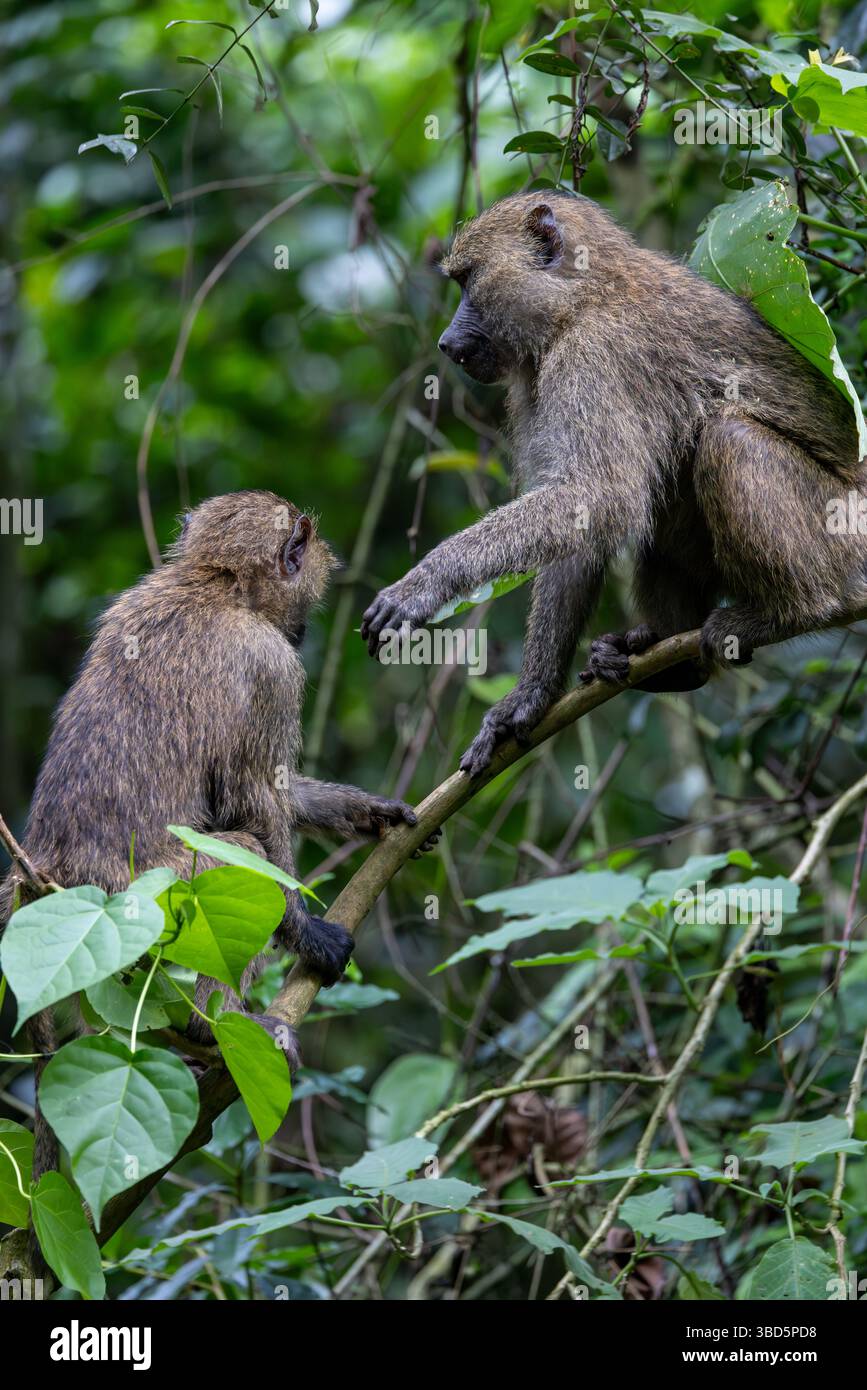 Olive Baboon Stockfoto
