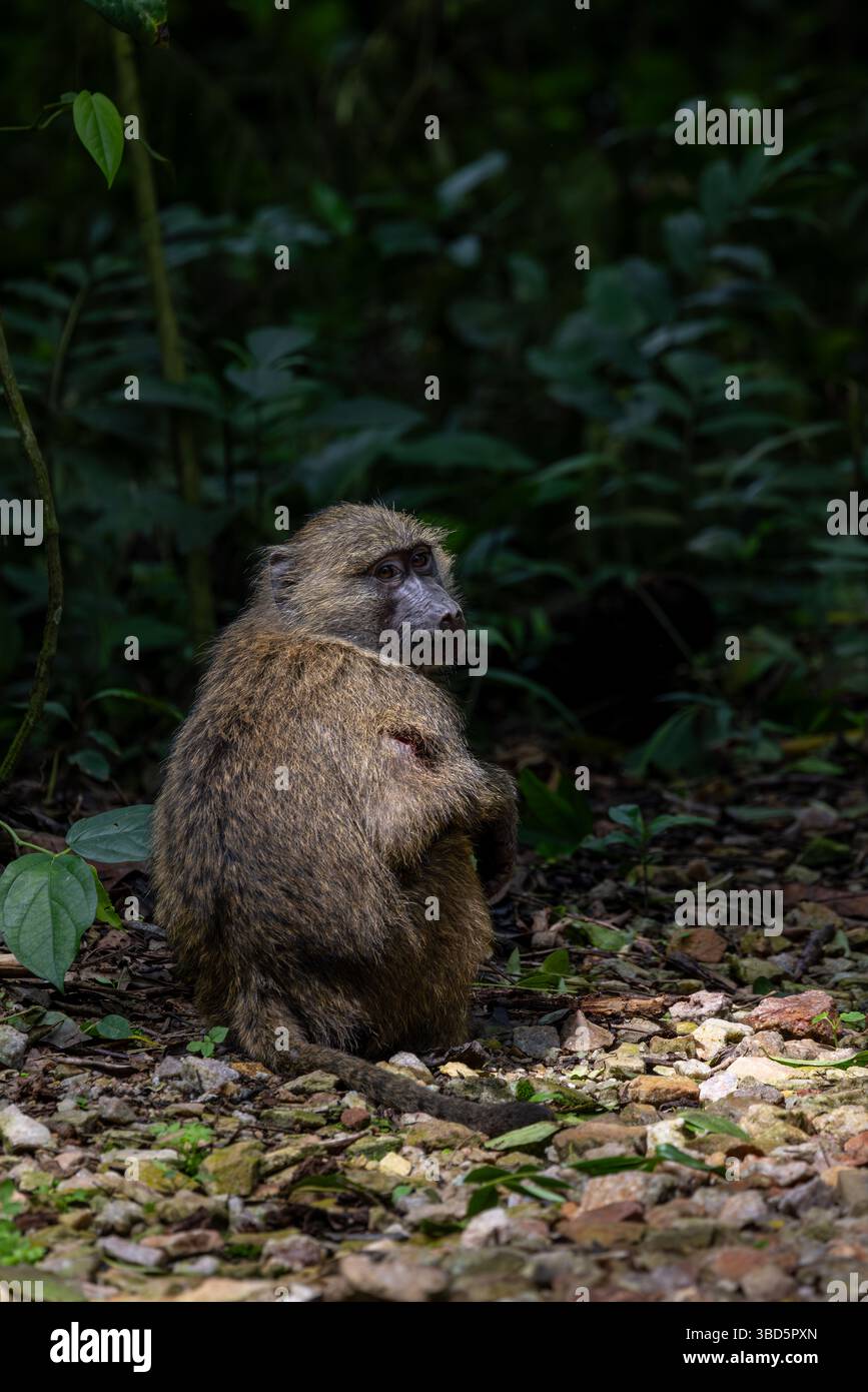 Olive Baboon Stockfoto