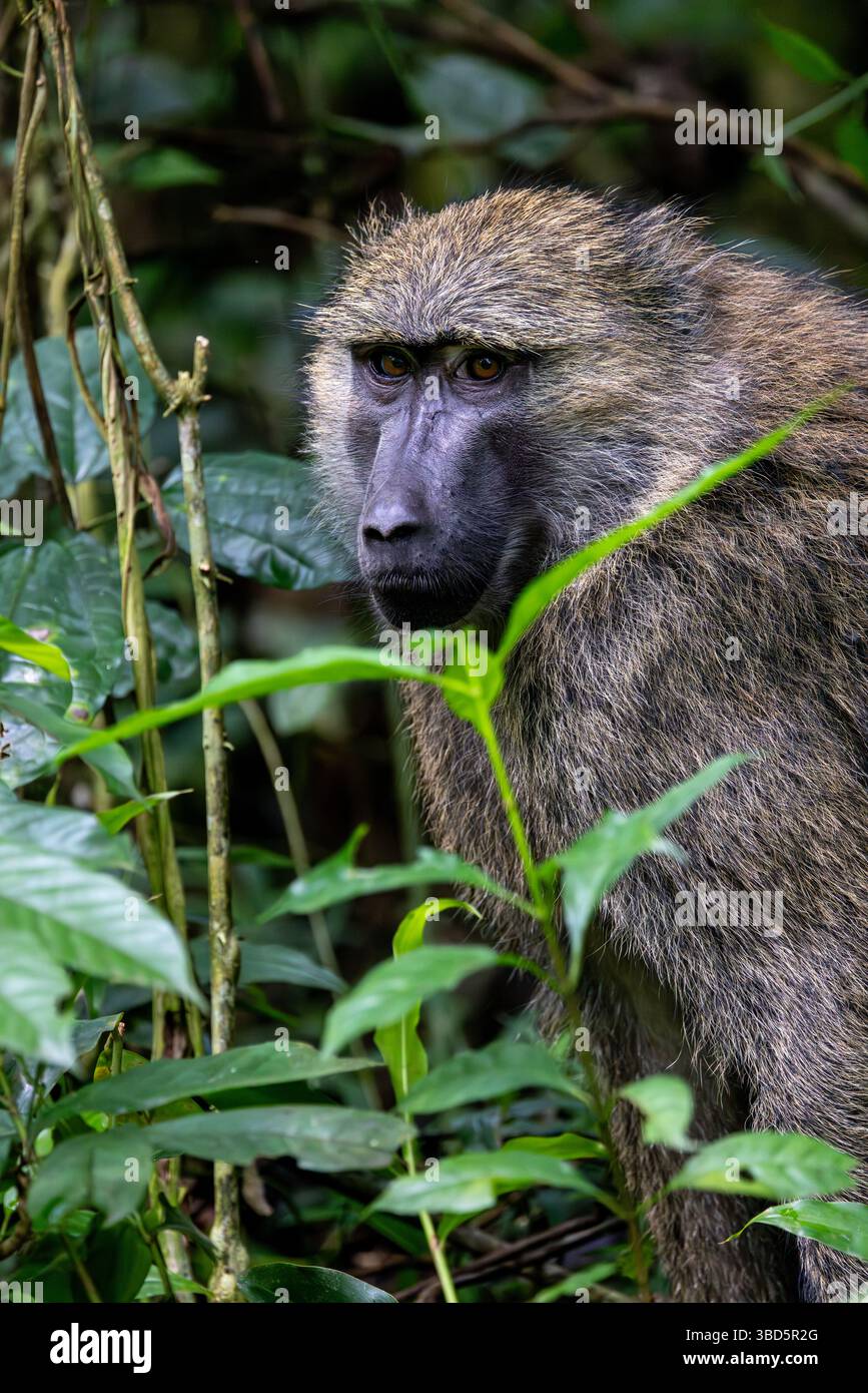 Olive Baboon Stockfoto