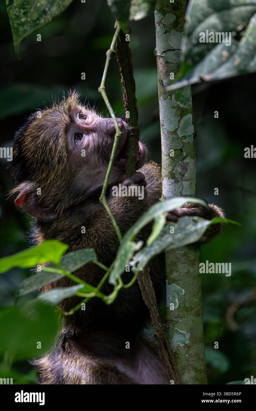 Olive Baboon Stockfoto