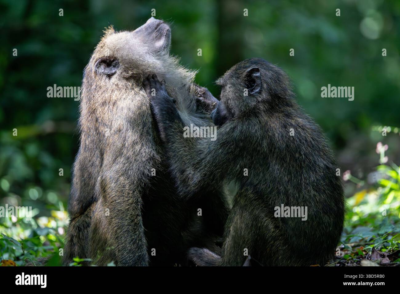 Olivenpaviane pflegen Stockfoto
