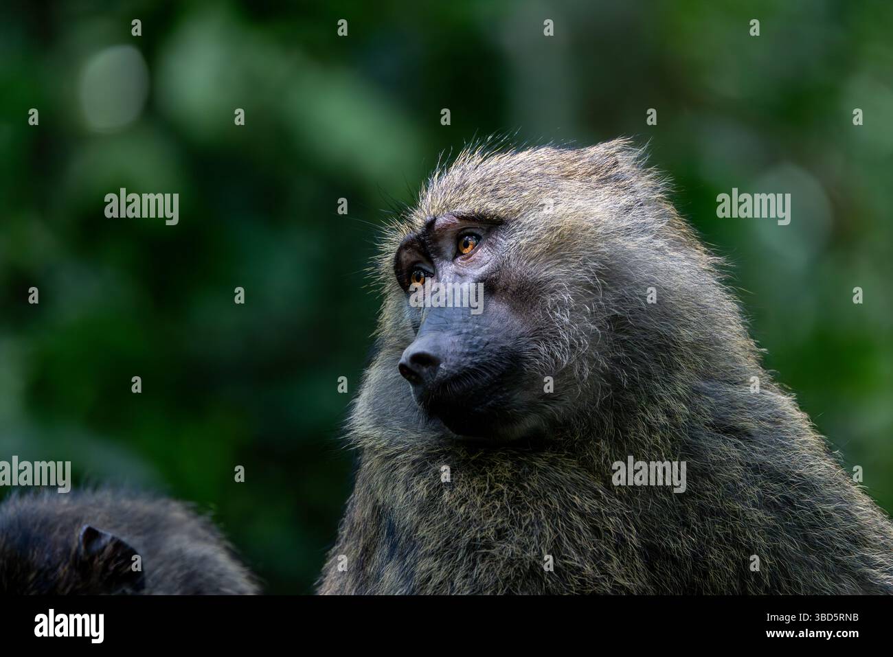 Olive Baboon Stockfoto
