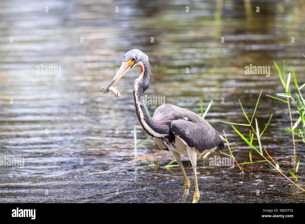 Ein dreifarbiger Reiher hatte gerade einen kleinen Fisch für seine nächste Mahlzeit gefangen Stockfoto