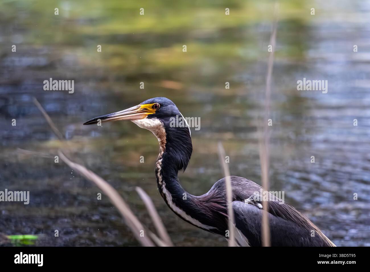 Nahaufnahme eines dreifarbigen Reihers auf der Jagd nach Fischen Stockfoto