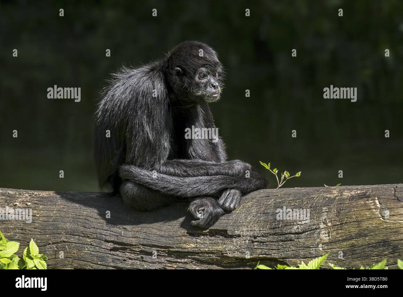 Kolumbianische spider Monkey (Ateles fusciceps rufiventris) Native zu Kolumbien und Panama Stockfoto