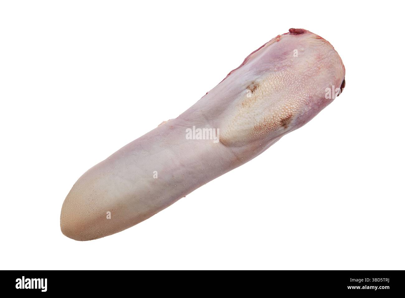 Rohe frische Rinderzunge isoliert auf weißem Hintergrund Stockfoto