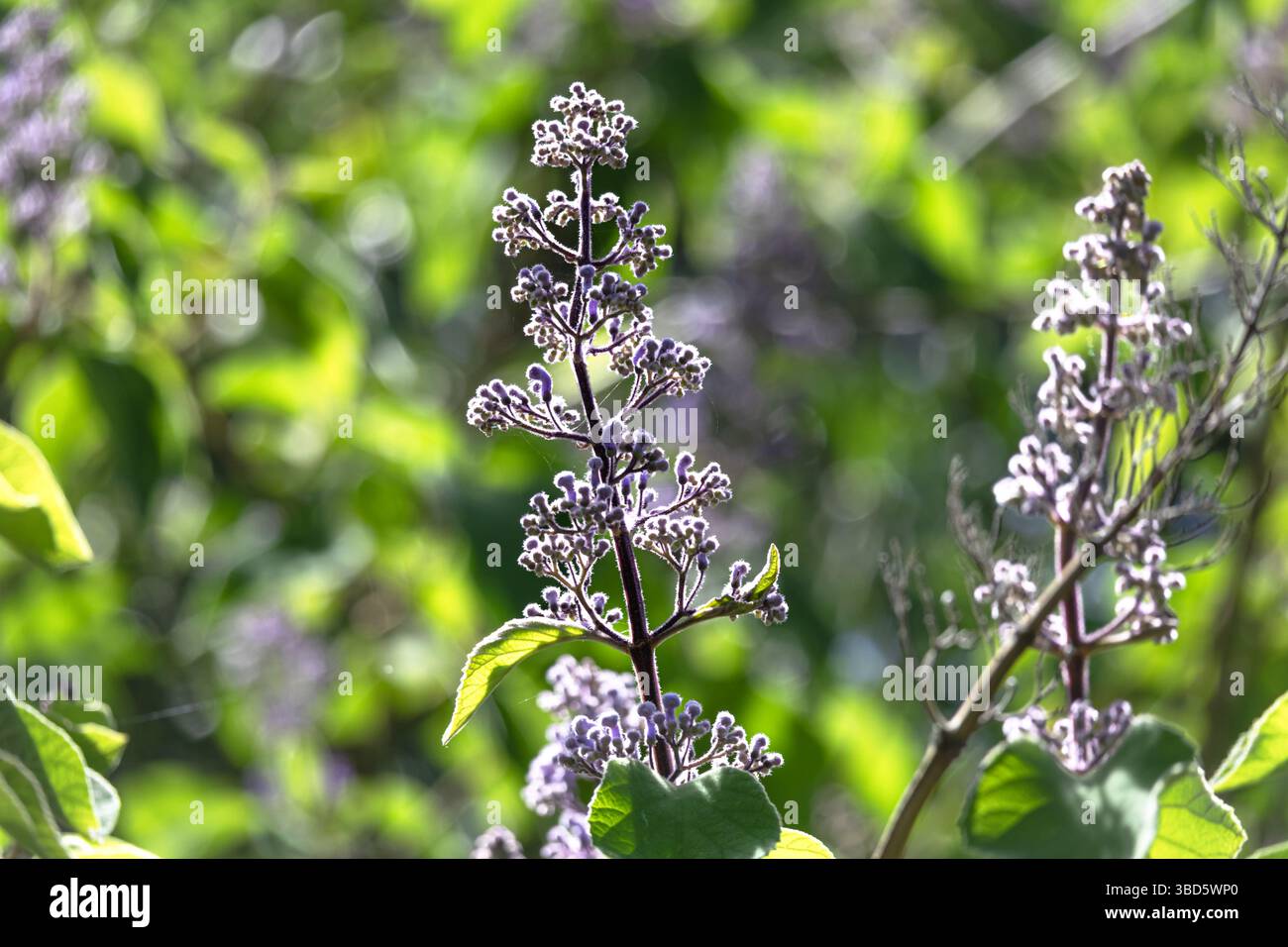 Violette tropische Fliederknospen unter der hellen Sonne Floridas. Dieses Foto zeigt auch ein sehr schönes Bokeh. Stockfoto