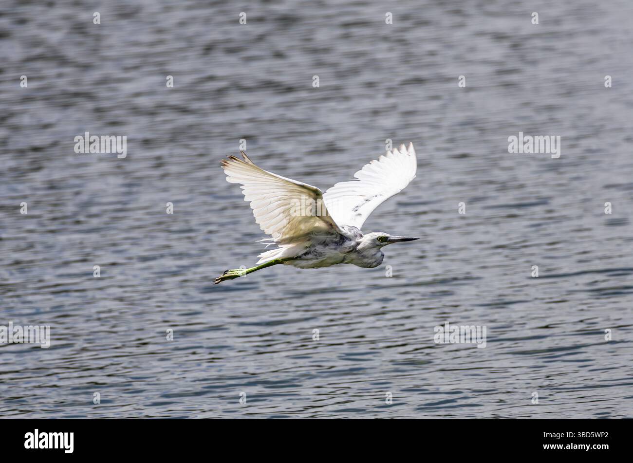 Großer Egret, der über einen See fliegt, auf der Suche nach Nahrung Stockfoto