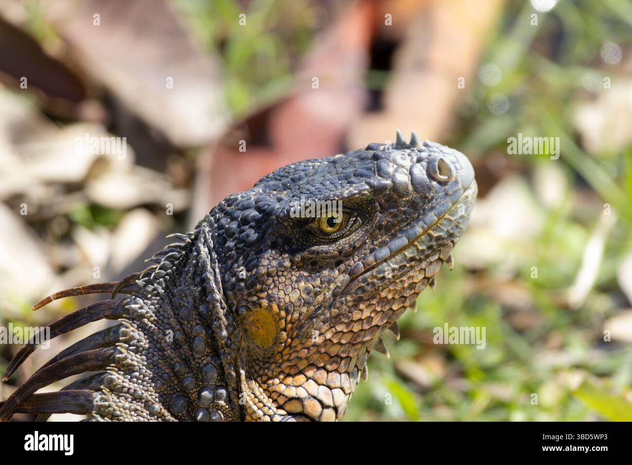 Nahaufnahme des Kopfes eines großen grünen Leguans. Details wie Schuppen, Hörner, Dornen und Auge des Leguans sind auf diesem Foto zu sehen Stockfoto