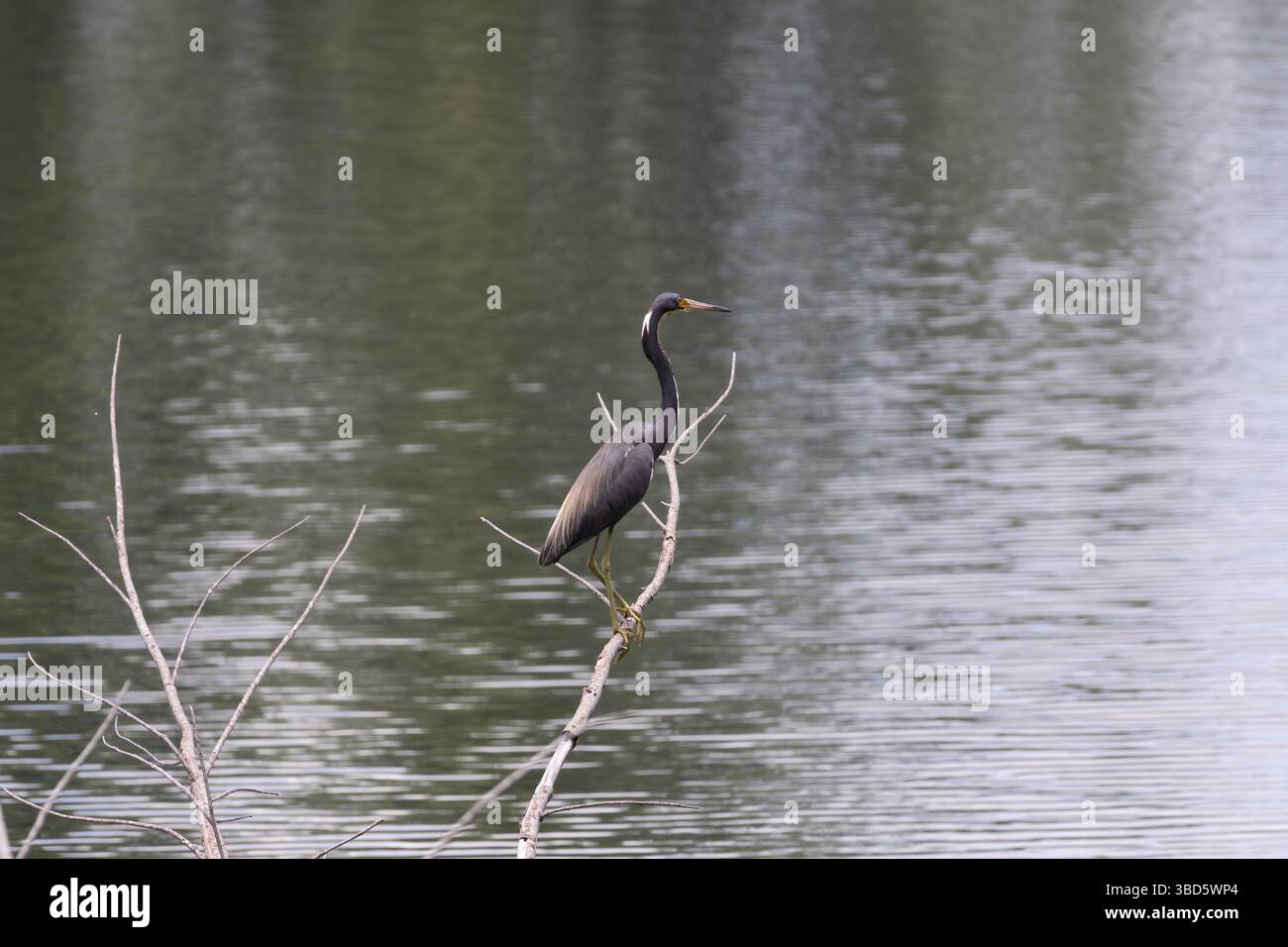 Wunderschöner dreifarbiger Reiher, der über dem Wasser eines Sees steht und Ausschau nach seiner nächsten Beute hält Stockfoto