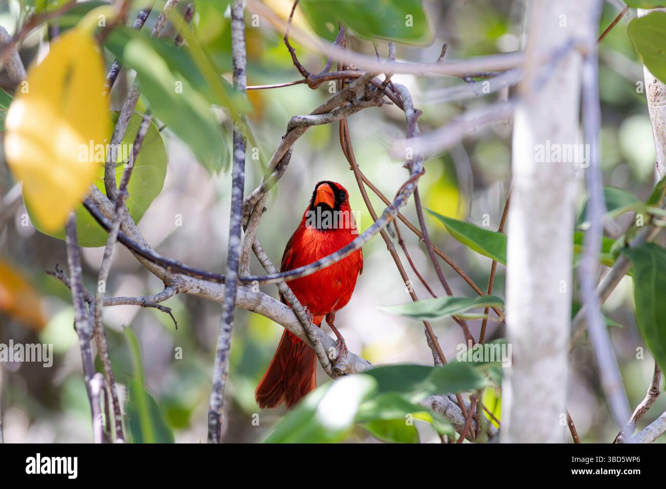 Ein wunderschöner nördlicher Kardinal, der zwischen Ästen steht. Dieses Foto zeigt den Kontrast zwischen dem roten Gefieder der Kardinäle und den umliegenden Ästen. Stockfoto