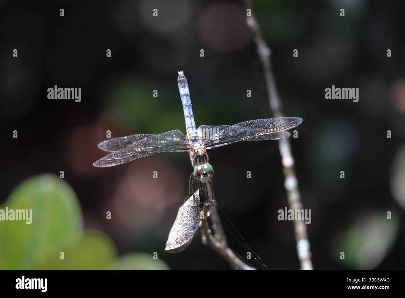 Ein Blue Dasher, der aufrecht auf einem kleinen Ast steht. Dieses Foto zeigt den Kopf der Libelle sowie die Flügel und den Rest ihres Körpers. Stockfoto
