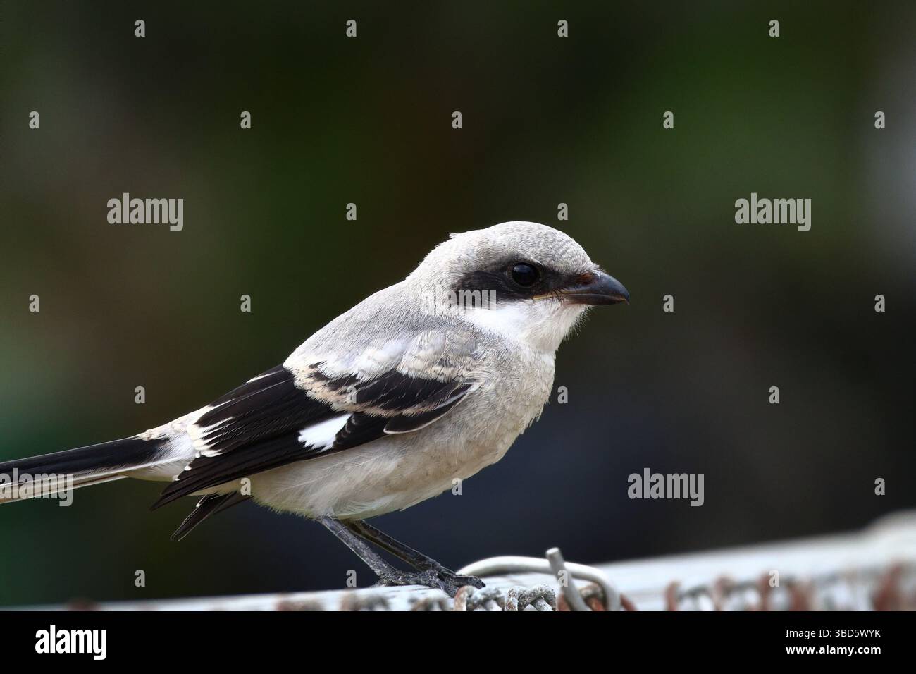 Eine Nahaufnahme eines Karettkopfkreischels, der darauf wartet, seine Beute zu schlagen Stockfoto