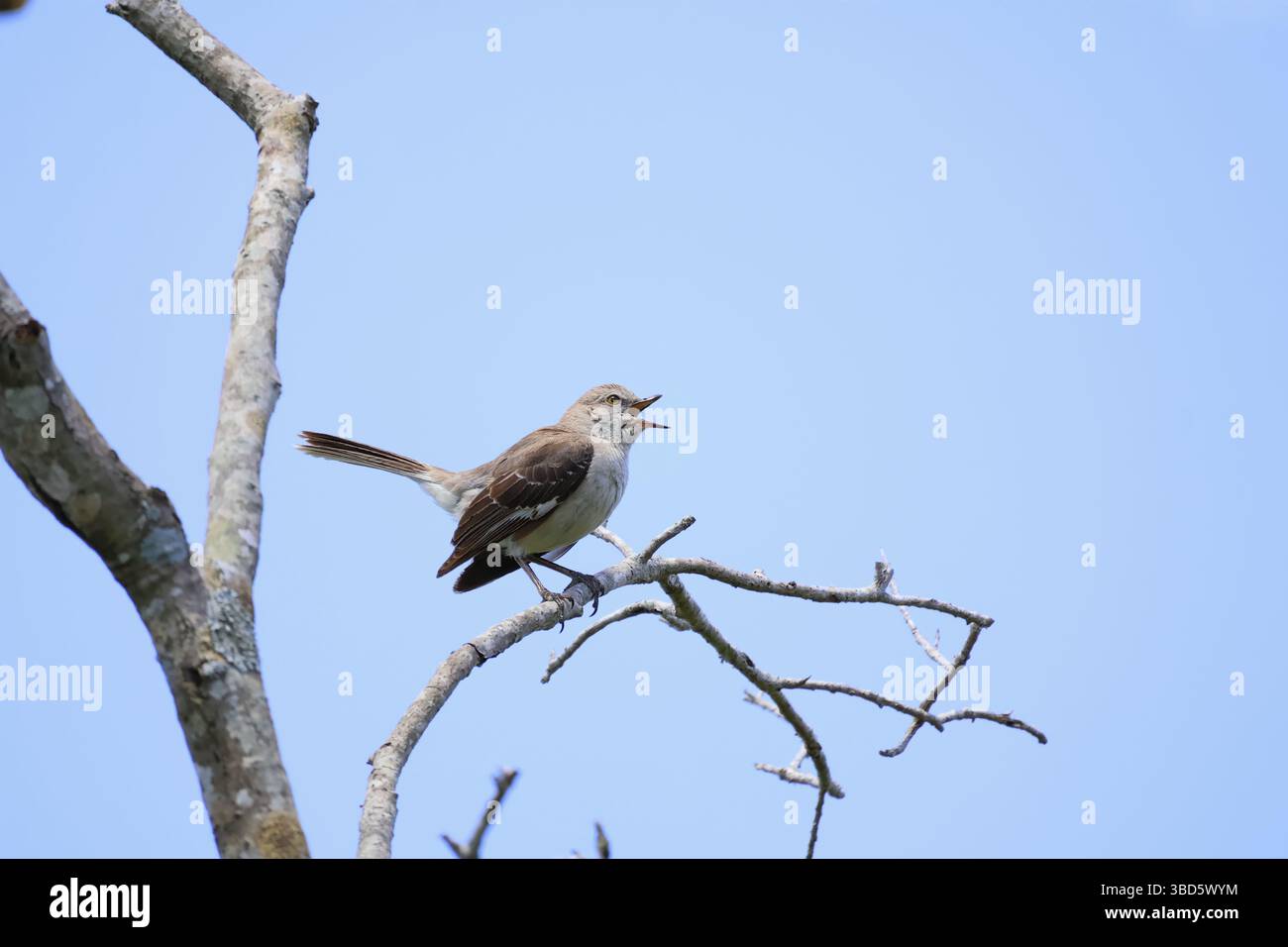 Ein nordischer Spottvogel singt, während er auf einem kleinen Zweig steht. Stockfoto