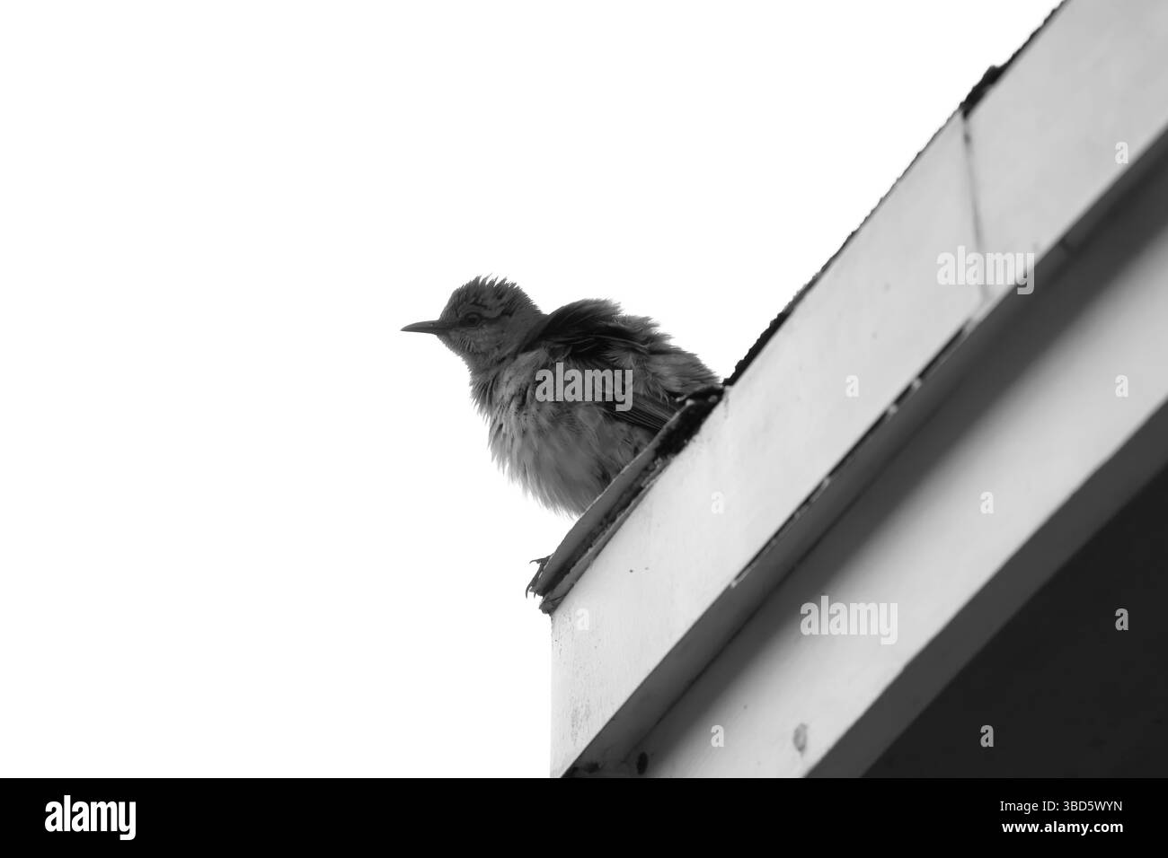 Ein einfarbiges Foto von einem verfluchten nördlichen Mockingbird. Die Federn des Vogels sind auf diesem Foto als Ergebnis der ersten hervorgehoben. Stockfoto