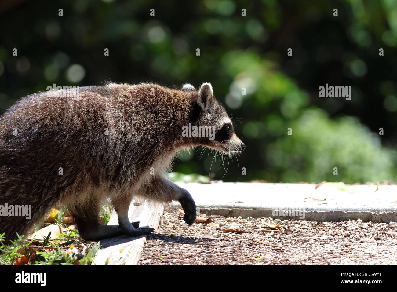 Nahaufnahme eines wandelnden Waschbären mit Bokeh-Effekt im Hintergrund Stockfoto