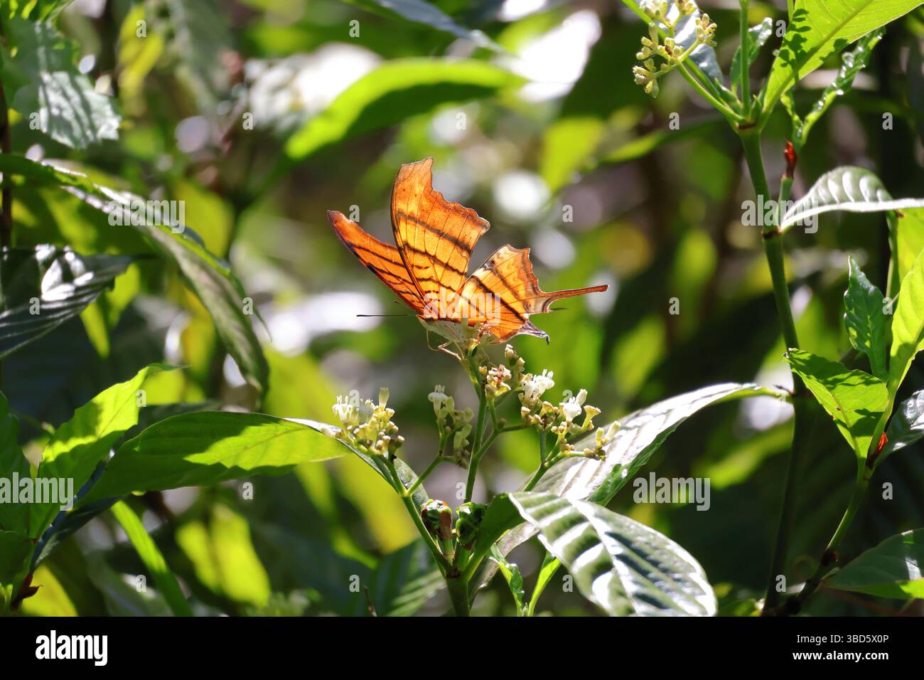 Nahaufnahme eines Ruddy Daggerwing, der auf kleinen weißen Blumen steht, während er von Blättern umgeben ist. Stockfoto