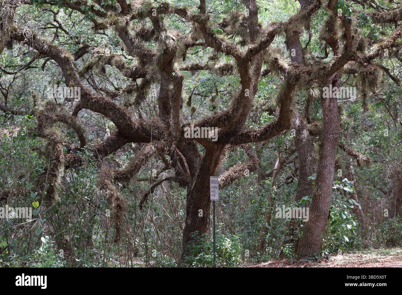 Eine herrliche große lebende Eiche aus dem Süden mit sich drehenden Ästen. Stockfoto