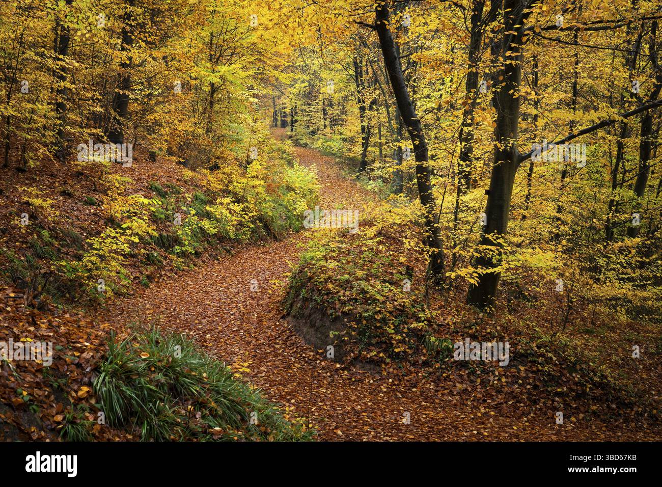 Ein Waldweg in einem Mischwald mit vielen Laubbäumen, darunter viele Buchen, im Herbst. Bunte Herbstblätter. Neckargemuend, Kleiner Oden Stockfoto