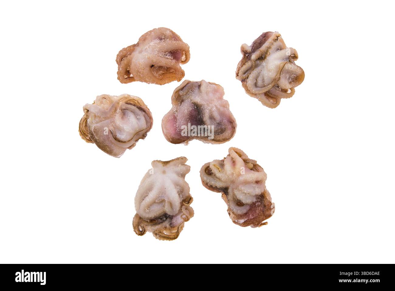 Kleine gefrorene Krake isoliert auf weißem Hintergrund Stockfoto