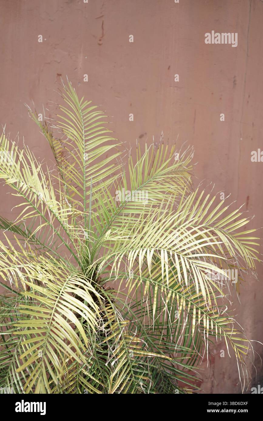 Palme natürliche Pflanze Terrakotta alte Wand Hintergrund Stadt Stadt Bangkok Thailand Stockfoto