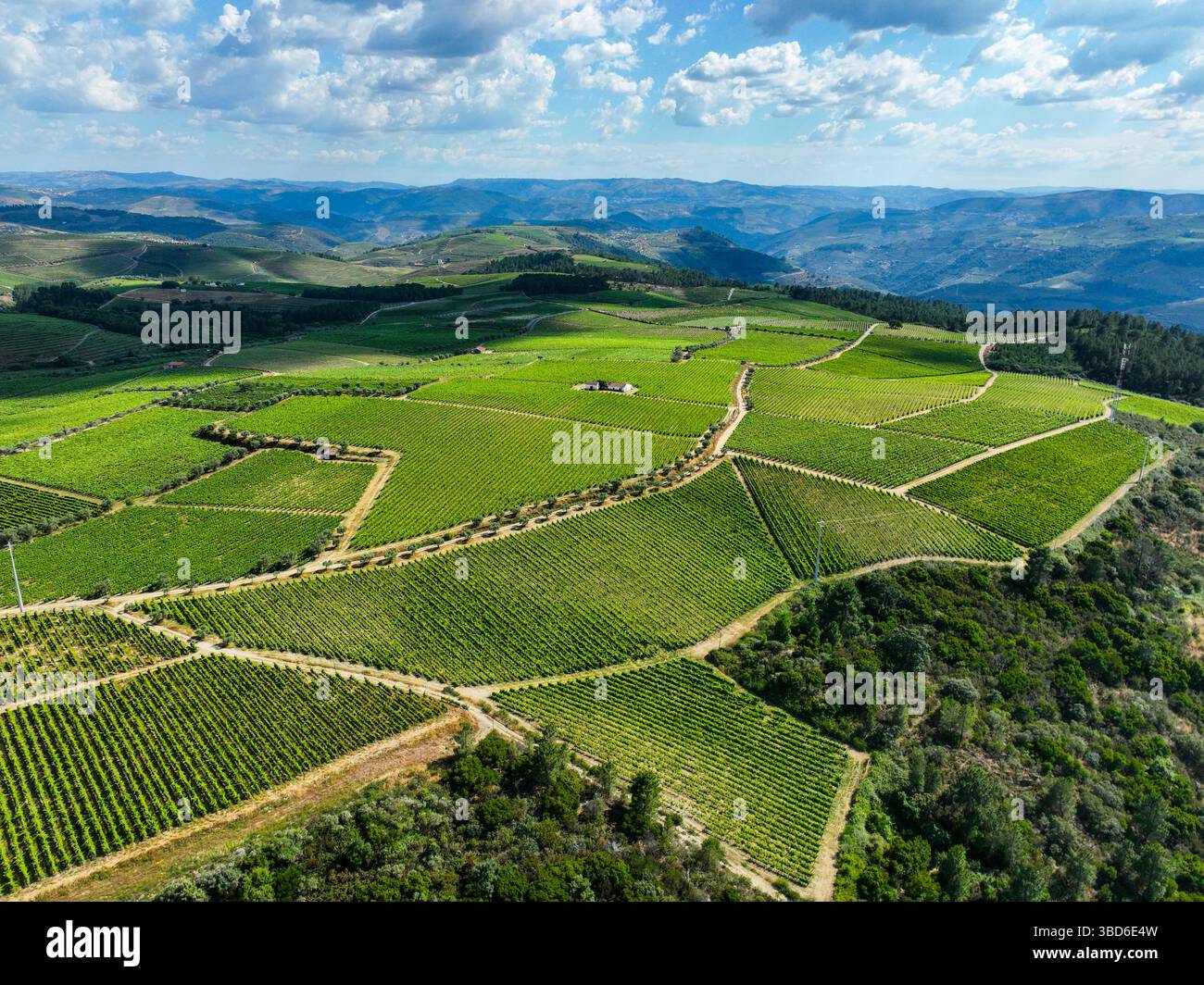 Üppige, strukturierte Weinberge auf weiten Hügeln mit blauem Bergpanorama Stockfoto