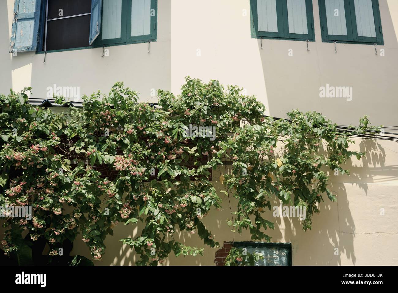 Gebäude ästhetische braune neutrale Veranda Fenster voller grüner Pflanzenblumen in der Altstadt von Bangkok Stockfoto