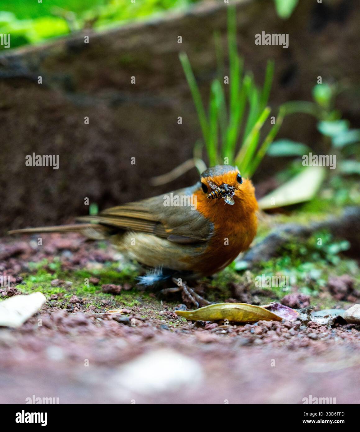 Nahaufnahme eines europäischen rotkehlvogels auf moosigem Boden, der Insekten im Schnabel hält Stockfoto
