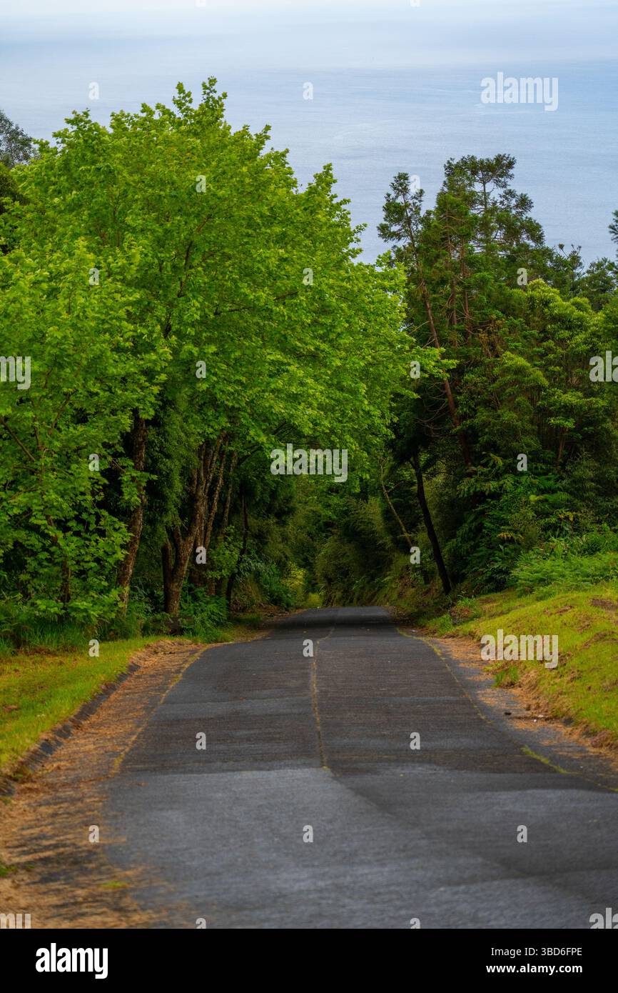 Eine schmale Straße führt durch dichtes Grün mit einer fernen Meereskulisse Stockfoto