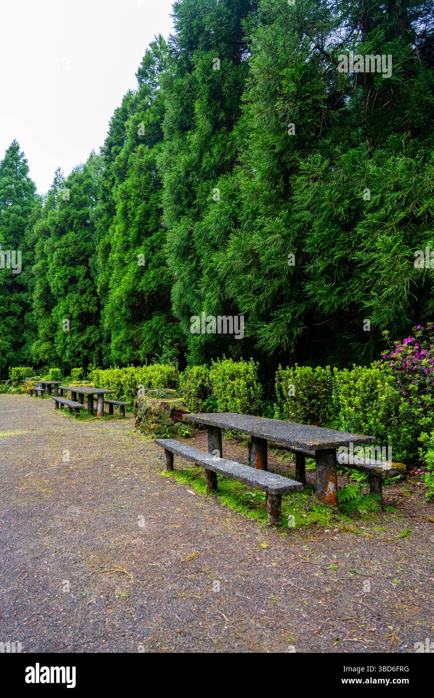 Picknicktische aus Stein unter lebendigem Grün in ruhiger Waldlage Stockfoto