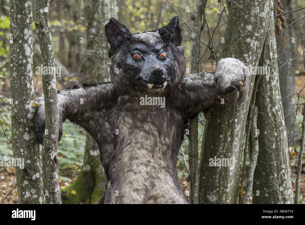 Unheimliche Werwolf-Marionette im Wald, Wald, Mensch mit der Fähigkeit, sich in der europäischen Folklore in einen Wolf zu verwandeln Stockfoto