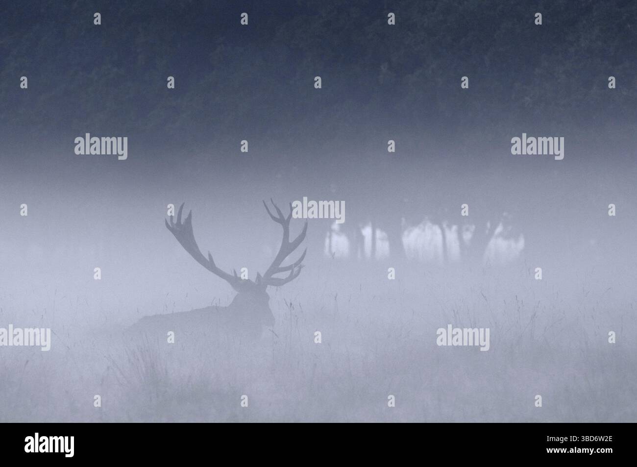 Rothirsch (Cervus elaphus) Hirsch Silhouette am Waldrand im Nebel während der Brunstsaison im Herbst Stockfoto