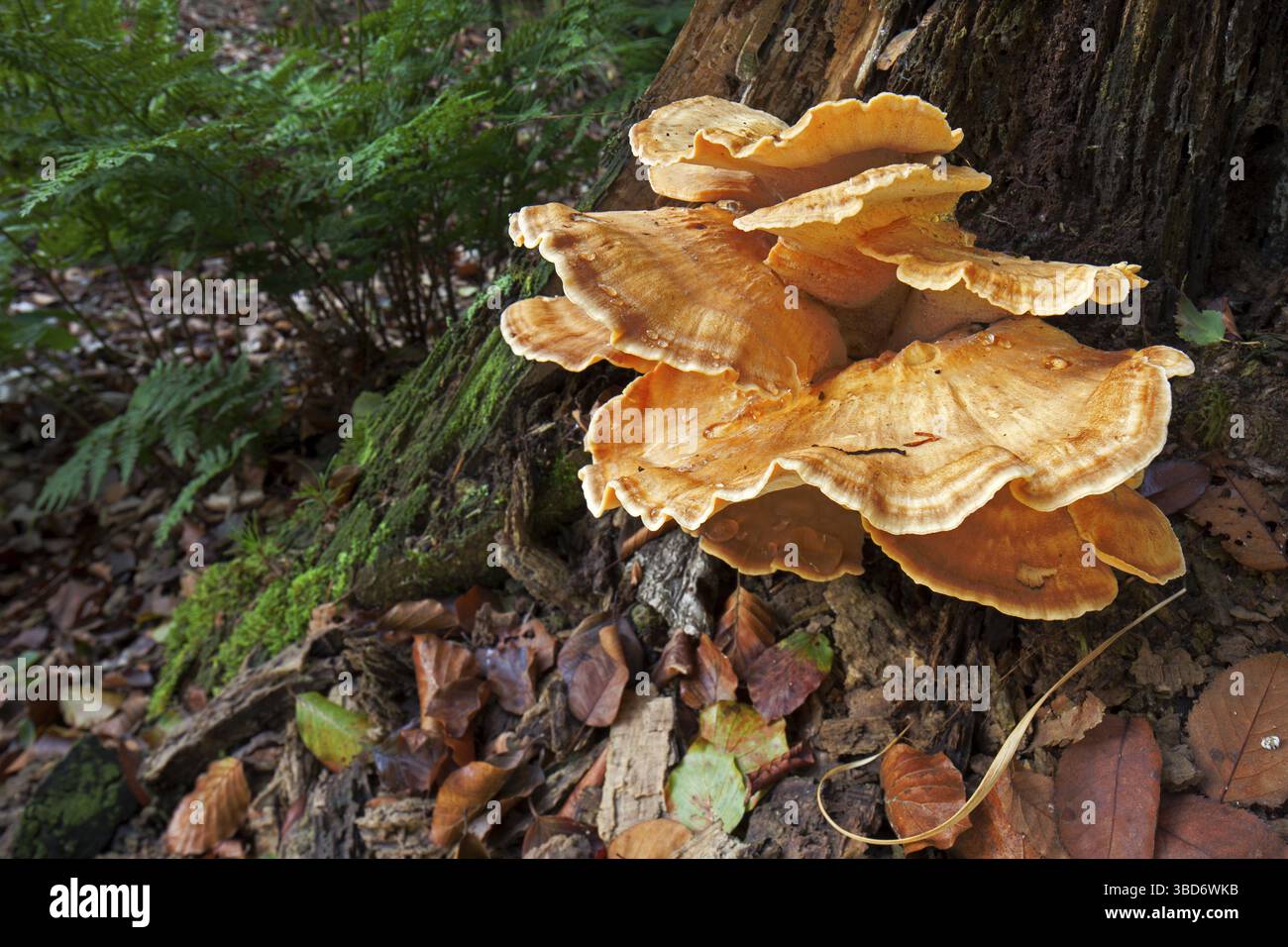Holzkrebse, Schwefelpolypore (Laetiporus sulphureus), Schwefelschelfeile, Waldhühner Stockfoto