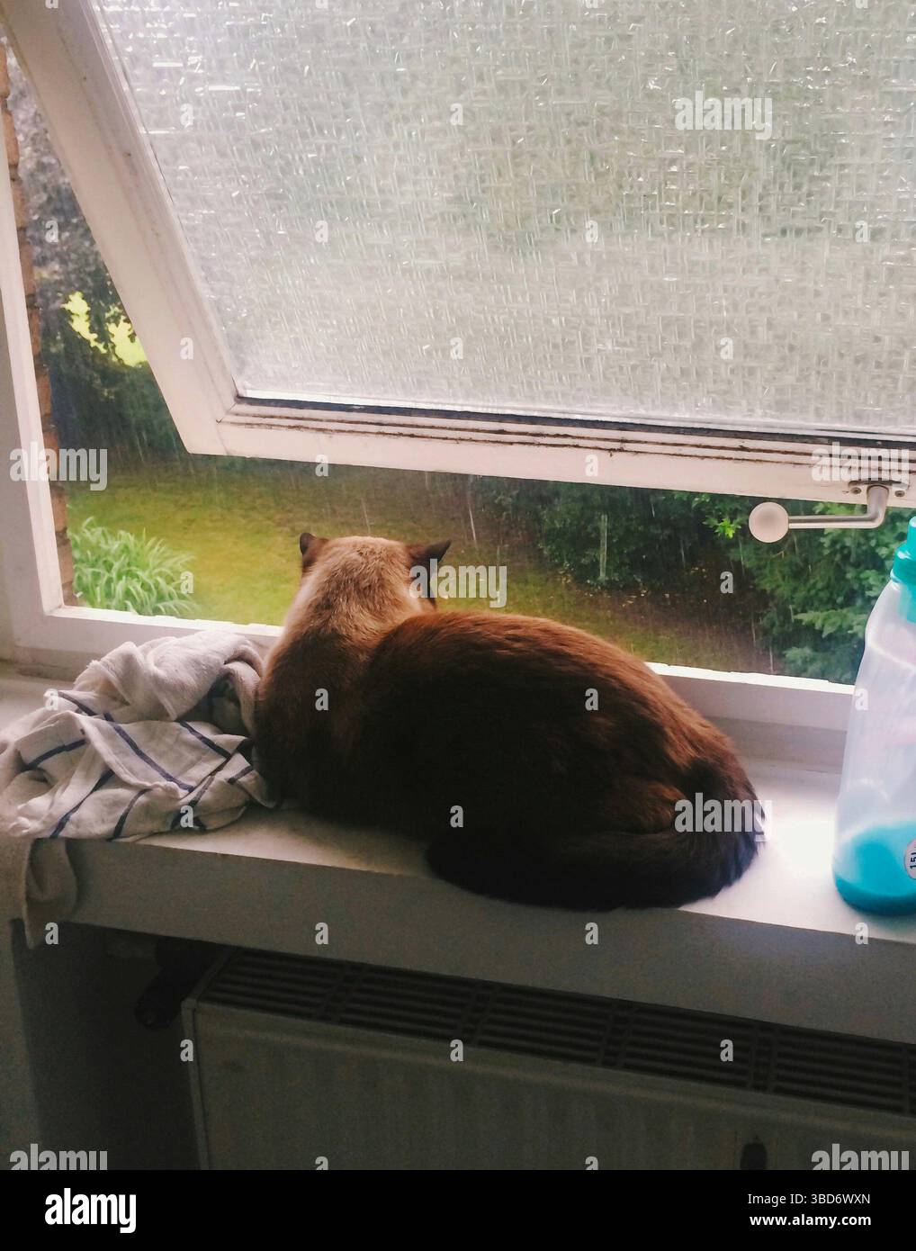 Eine siamesische Katze beobachtet den regnerischen Garten durch ein offenes Fenster und fängt einen ruhigen und gemütlichen Moment im Innenraum ein. Stockfoto