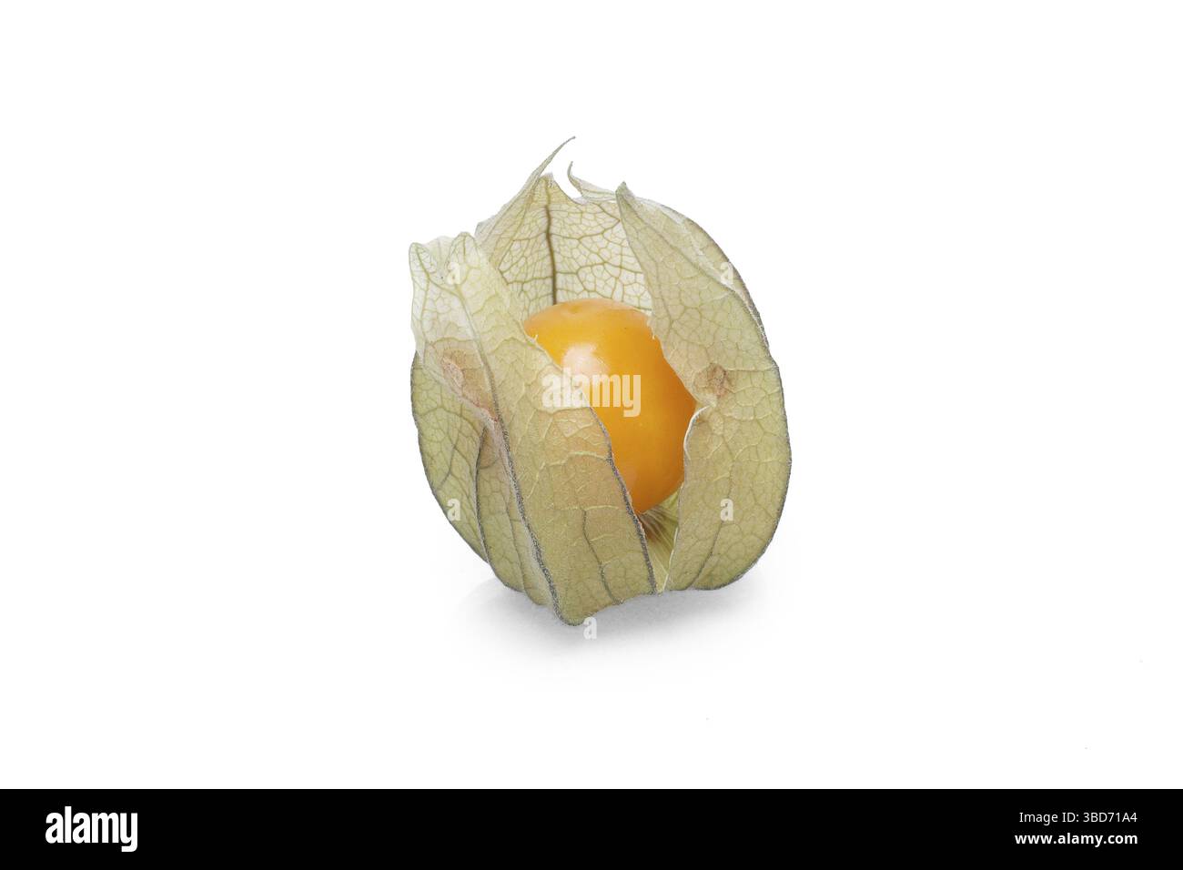 Ein Physalis mit Schatten auf weißem Hintergrund Stockfoto