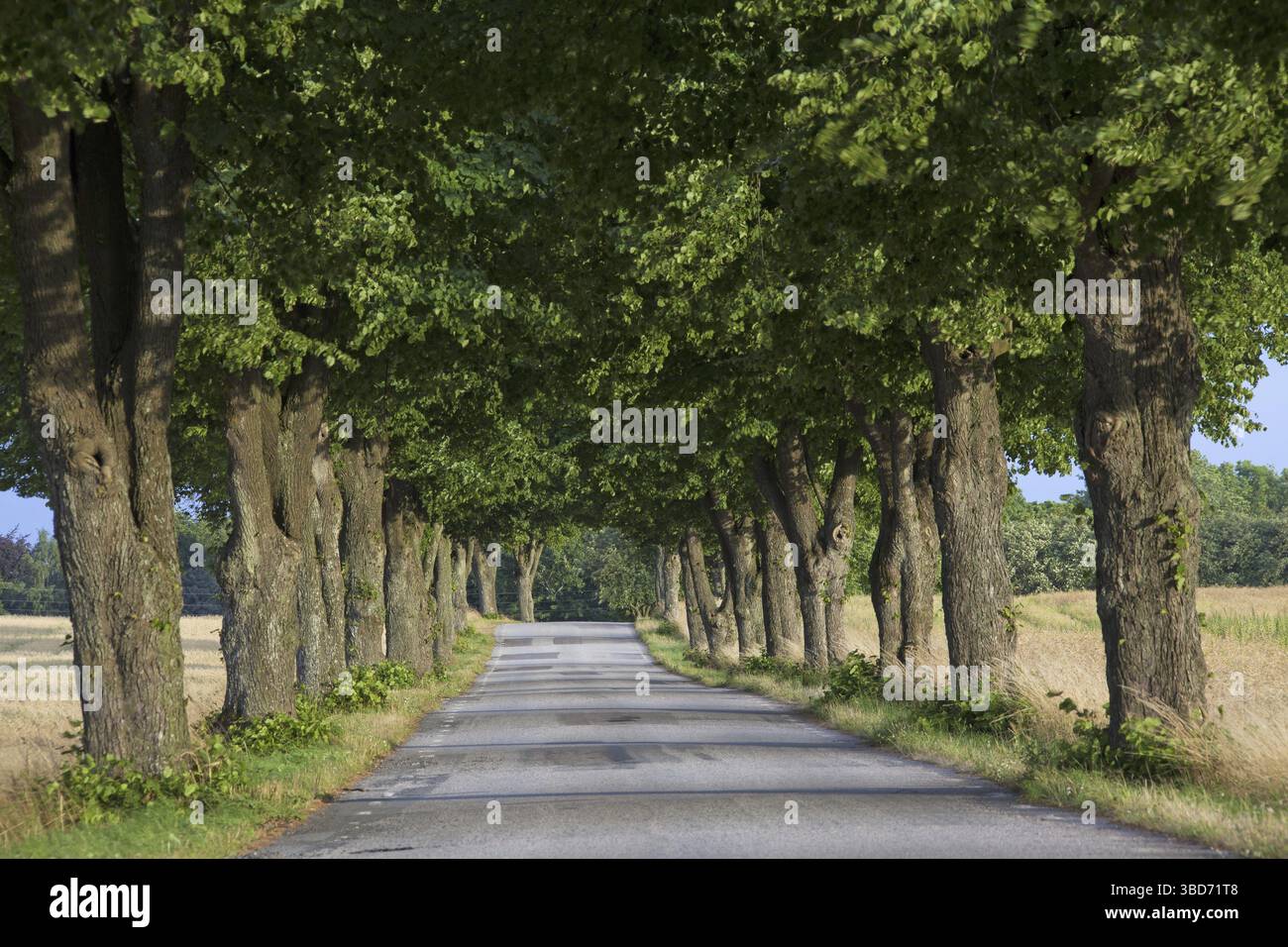 Linden, Linden, angrenzende Landstraße im Sommer Stockfoto