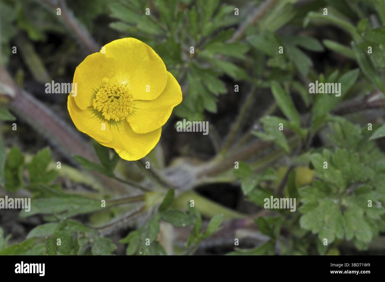 Knollenfalter (Ranunculus bulbosus), die im Grasland blühende Rüben des Heiligen Antonius Stockfoto