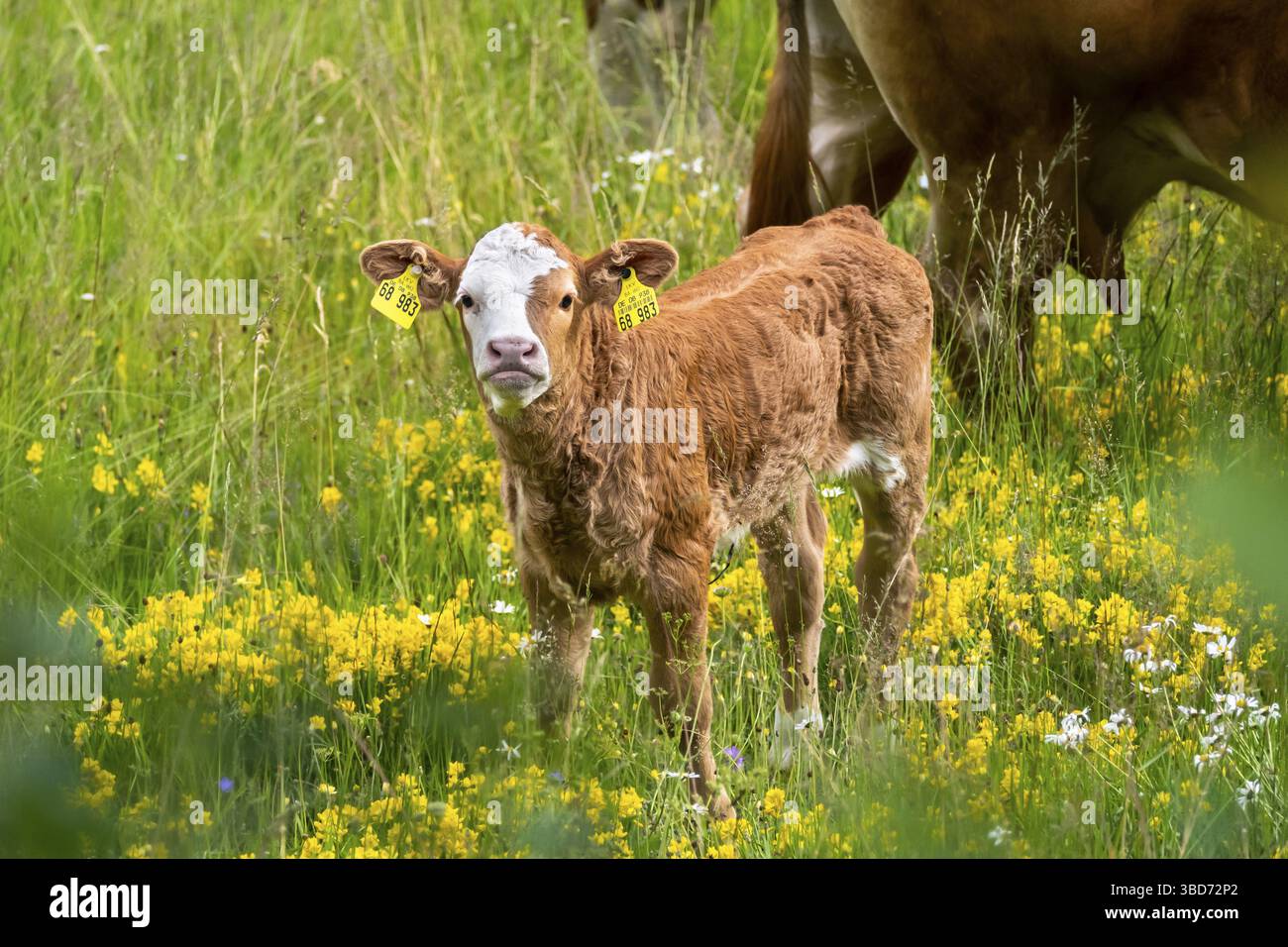 Ein kleines braunes Kalb auf einer Blumenwiese, Schwarzwald, Baden-Württemberg, Deutschland Stockfoto