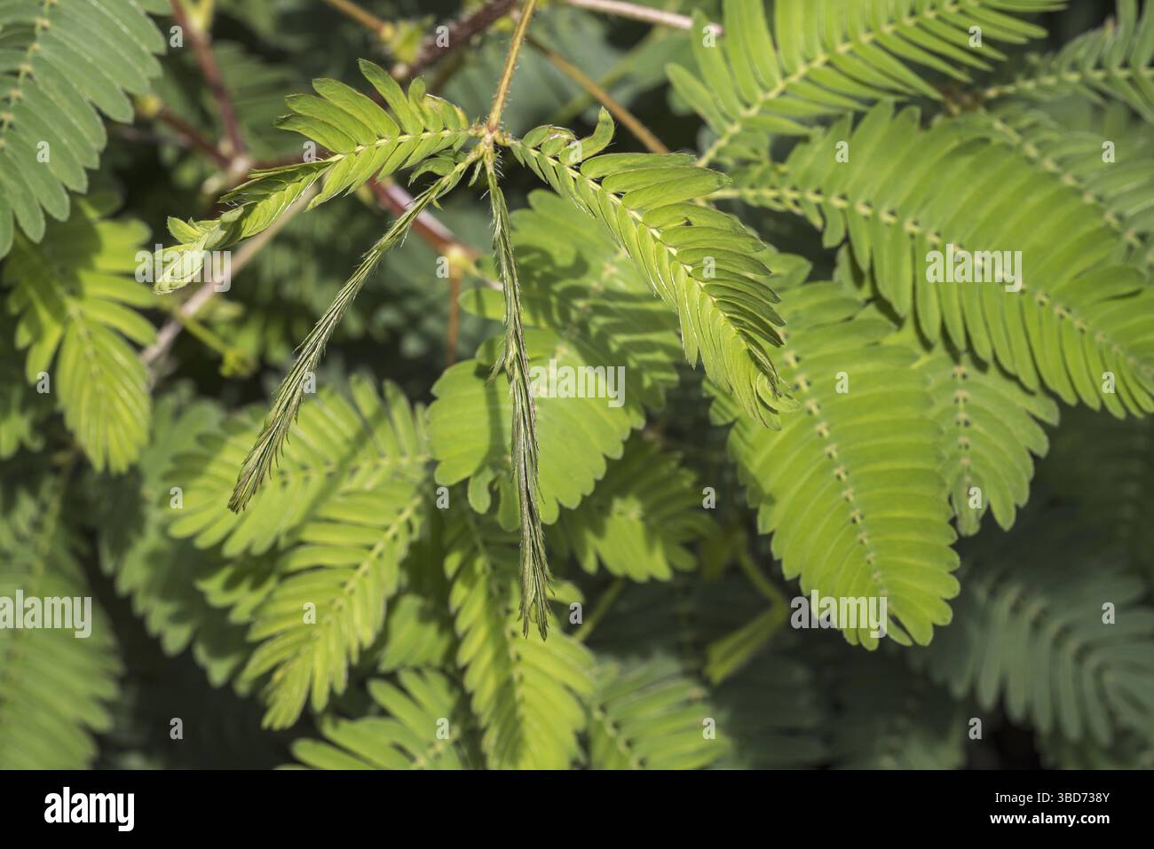 Empfindliche Pflanze, verschlafene Pflanze, Touch-Me-Not (Mimosa pudica) Nahaufnahme von nach innen faltbaren Flugblättern, heimisch in Südamerika und Mittelamerika Stockfoto